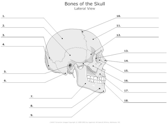 Bones and bone markings quiz