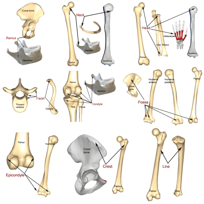 Bones and bone markings quiz