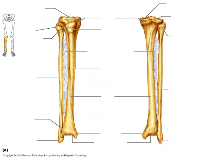 Bones and bone markings quiz