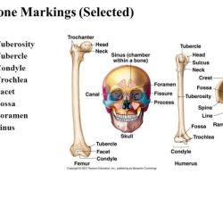 Bones and bone markings quiz