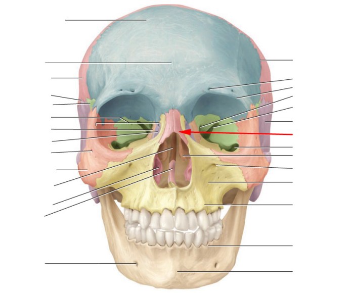 Bones and bone markings quiz