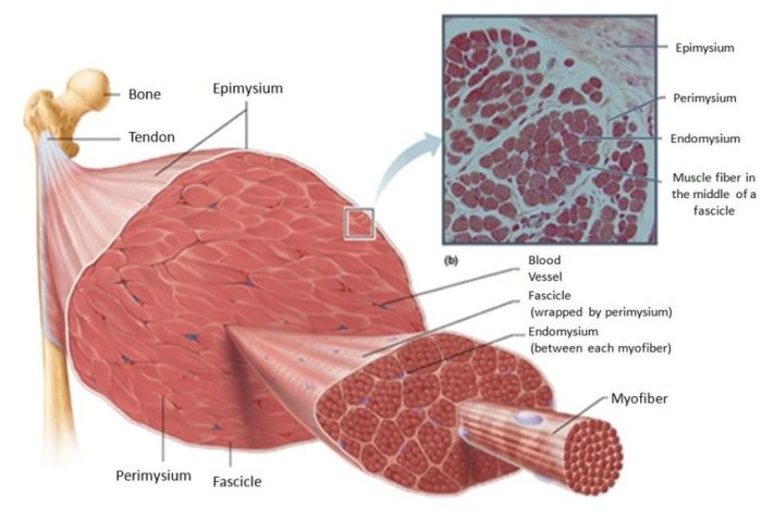 Muscle skeletal fiber sarcomere structure definition function depicts