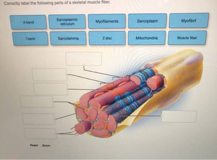 Correctly label the following parts of a skeletal muscle fiber