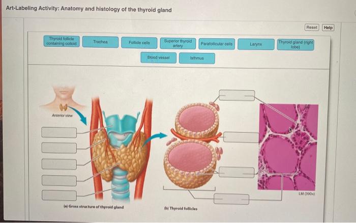 Art-labeling activity anatomy and histology of the thyroid gland