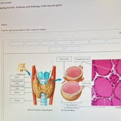 Endocrine system histology slides gland thyroid anatomy nursing school choose board physiology