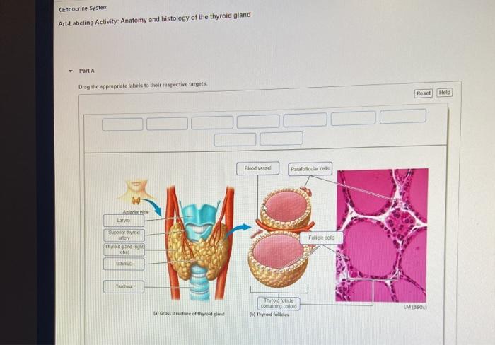 Endocrine system histology slides gland thyroid anatomy nursing school choose board physiology