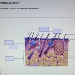 The integumentary system review sheet exercise 7