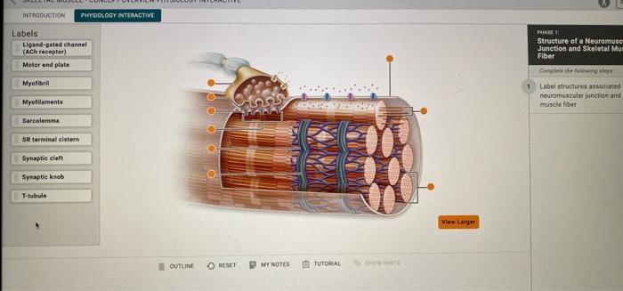 Label the structures of a skeletal muscle fiber