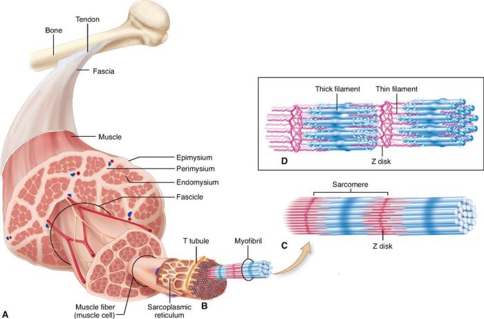 Label the structures of a skeletal muscle fiber