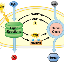 The dark reactions in the stroma are represented by letter