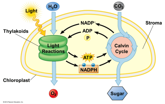 The dark reactions in the stroma are represented by letter