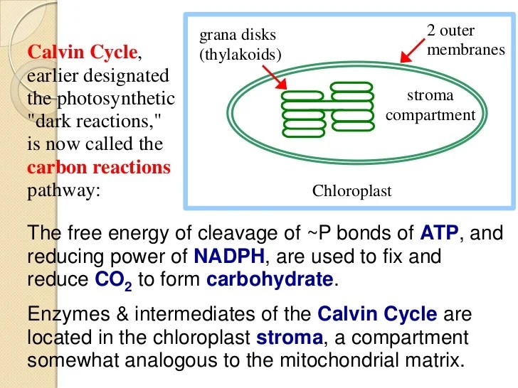 Atp photosynthesis microbiology adp dependent reactions photosynthetic chemical cloroplasti nadph prokaryotes forming chloroplast biochemistry fixation granum molecules membrane eukaryotes importance