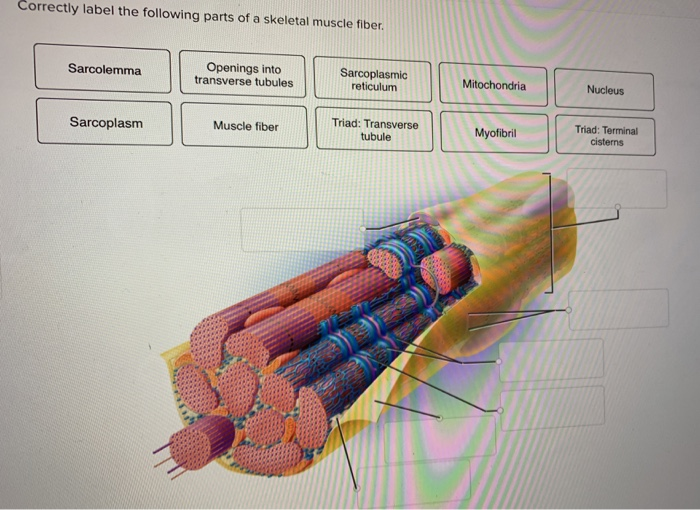 Skeletal education pearson amplifire kf1 mitochondria