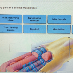 Muscle skeletal fibers muscles myofilaments actin