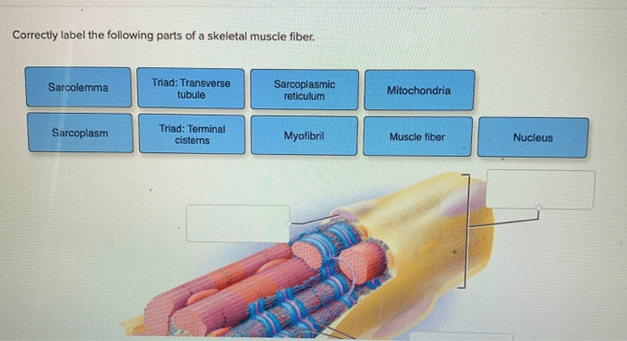 Muscle skeletal fibers muscles myofilaments actin