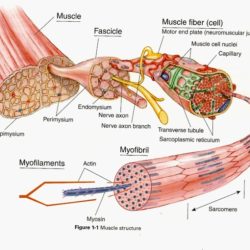 Muscle fiber model anatomy cell neuron synaptic human motor cleft models physiology muscular labeled skeletal junction neuromuscular mitochondria sarcolemma endomysium