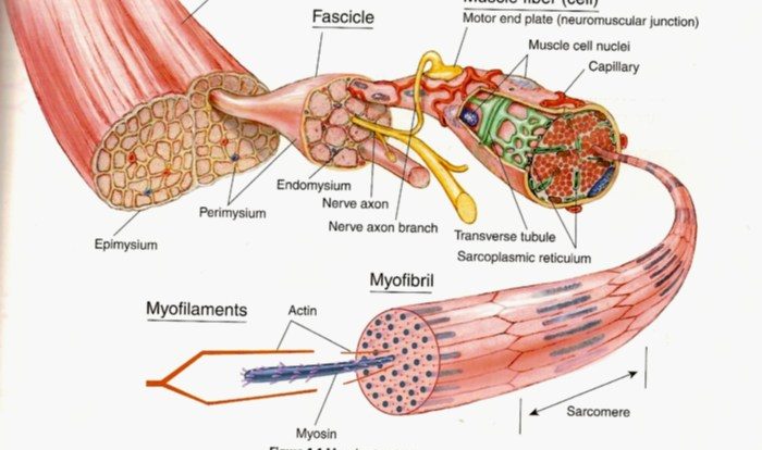 Muscle fiber model anatomy cell neuron synaptic human motor cleft models physiology muscular labeled skeletal junction neuromuscular mitochondria sarcolemma endomysium