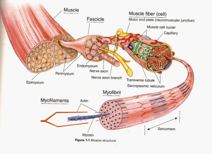 Muscle fiber model anatomy cell neuron synaptic human motor cleft models physiology muscular labeled skeletal junction neuromuscular mitochondria sarcolemma endomysium