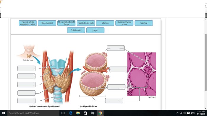 Art-labeling activity anatomy and histology of the thyroid gland