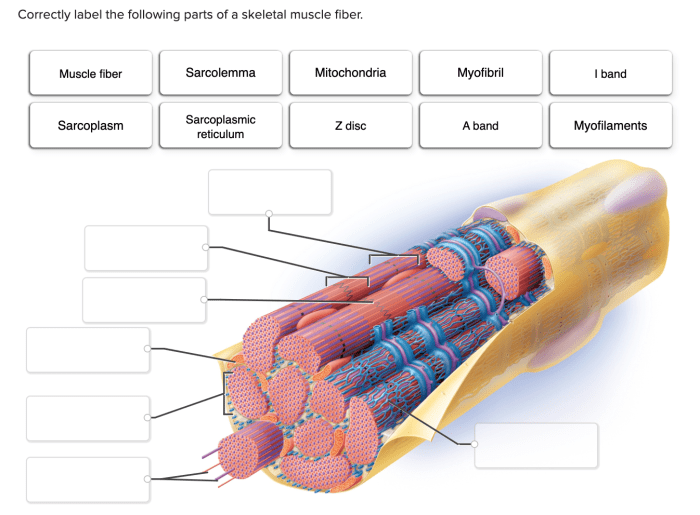 Correctly label the following parts of a skeletal muscle fiber