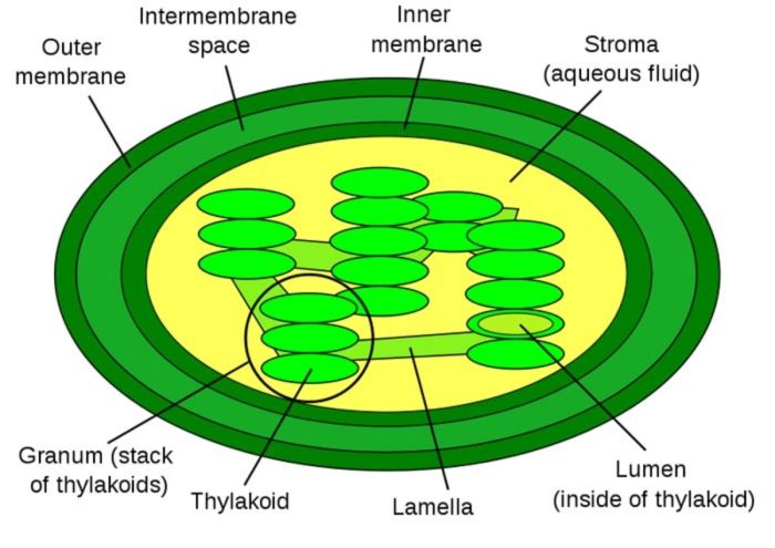 The dark reactions in the stroma are represented by letter